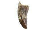 Serrated, Theropod (Raptor) Tooth - Montana #97423-1